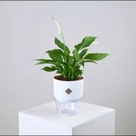 White Peace Lily in White Self-Watering Pot