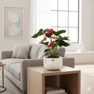 نبات انثوريوم ازهار حمراء 