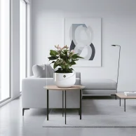 نبات انثيروم وردي