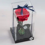 Natural Long Life Rose, Large Red