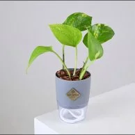 نبتة البوتس في اصيص صغير ذاتي الري رمادي