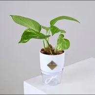 نبتة البوتس في اصيص صغير ذاتي الري ابيض