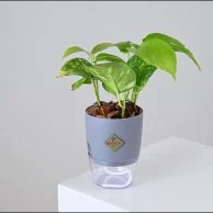 Pothos Plant in Large Grey Self-Watering Pot