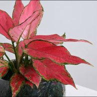 نبات اجلاونيما | فازة زجاجية