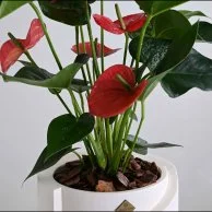 نبات انثوريوم ازهار حمراء 