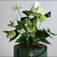 نبات انثريوم ابيض فاخر