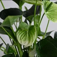 نبات انثريوم ابيض فاخر