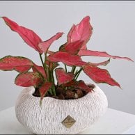 نبات اجلاونيما | فازة أبيض