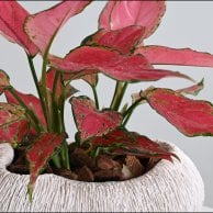 نبات اجلاونيما | فازة أبيض