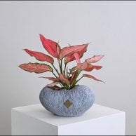 نبات اجلاونيما | فازة رمادي