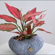 نبات اجلاونيما | فازة رمادي