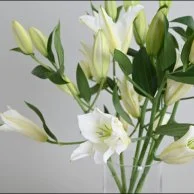 اشتراك كازابلانكا