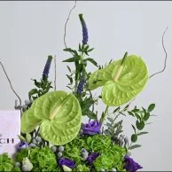 عطر فلورال من كوتش مع زهور الأنتيريوم