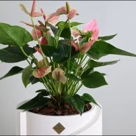 نبات انثيروم وردي