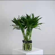 فازة نبات البامبو