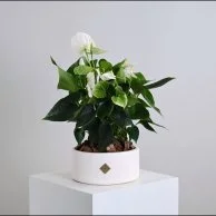 نبات انثريوم ابيض ثمين