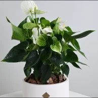 نبات انثريوم ابيض ثمين