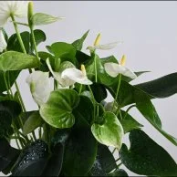 نبات انثريوم ابيض فاخر