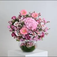 فازة لوليانا