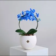 نبات اوركيد ازرق