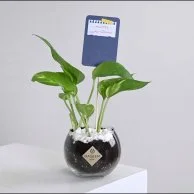 Pothos Plant for Teacher
