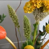 Congratulations to you, Orange Tulip With Bvlgari children's perfume