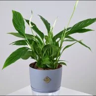 White Peace Lily in Grey Self-Watering Pot