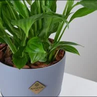 White Peace Lily in Grey Self-Watering Pot