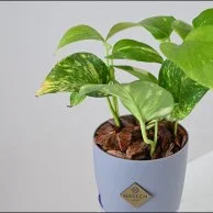 Pothos Plant in Large Grey Self-Watering Pot