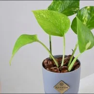 نبتة البوتس في اصيص صغير ذاتي الري رمادي