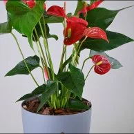 نبتة الانتريوم الحمراء في اصيص ذاتي الري ابيض