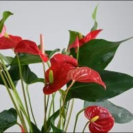 نبتة الانتريوم الحمراء في اصيص ذاتي الري ابيض