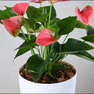 Pink Anthurium in White Self-Watering Pot
