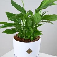 White Peace Lily in White Self-Watering Pot