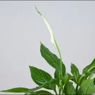 White Peace Lily in White Self-Watering Pot