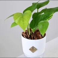 نبتة البوتس في اصيص كبير ذاتي الري ابيض