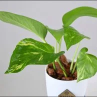 نبتة البوتس في اصيص صغير ذاتي الري ابيض