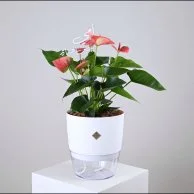 Anthurium Plant | My Mom, the Pulse of Life