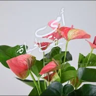 Anthurium Plant | My Mom, the Pulse of Life