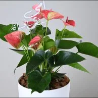 Anthurium Plant | My Mom, the Pulse of Life