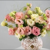 فازة تناغم الاستوما