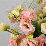 فازة تناغم الاستوما