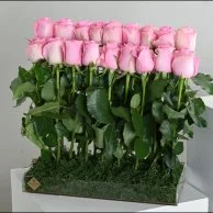Pink rose distributions