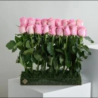 Pink rose distributions