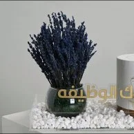 مبروك الوظيفة