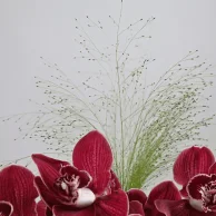 تنسيق أناقة السمبيديوم والشوكولاتة