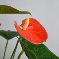 نبات اورنج انثريوم انيق