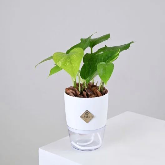 نبتة البوتس في اصيص كبير ذاتي الري ابيض