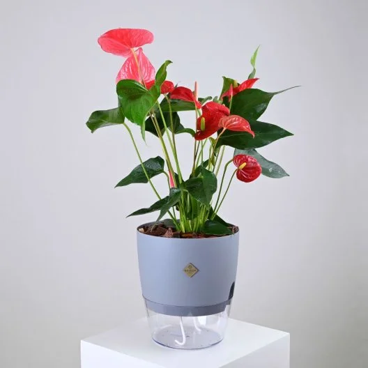 Red Anthurium in White Self-Watering Pot