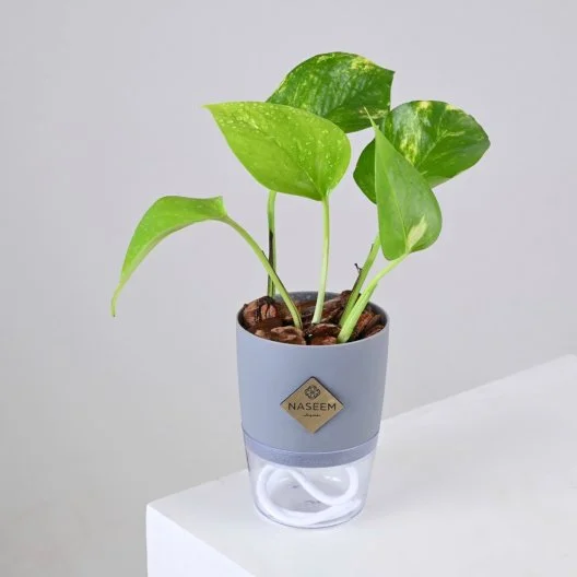 نبتة البوتس في اصيص صغير ذاتي الري رمادي